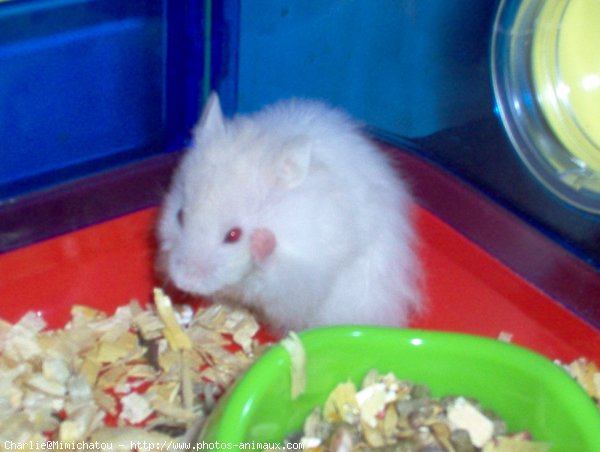 Photo de Hamster