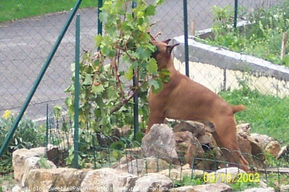 Photo de Boxer