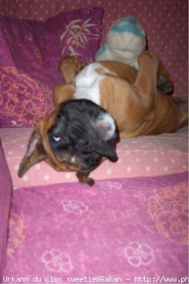 Photo de Boxer