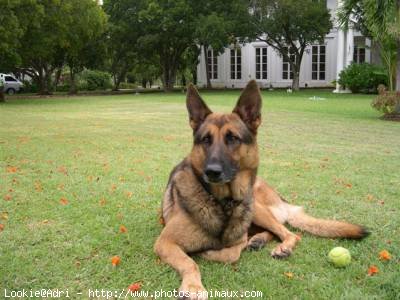 Photo de Berger allemand  poil court