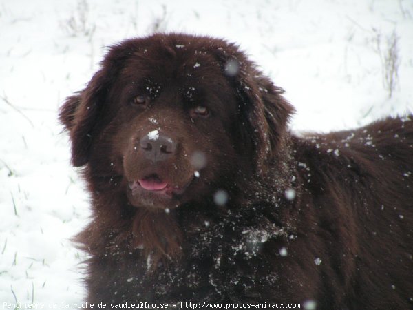 Photo de Chien de terre-neuve