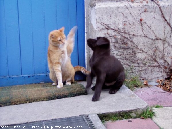 Photo de Labrador retriever