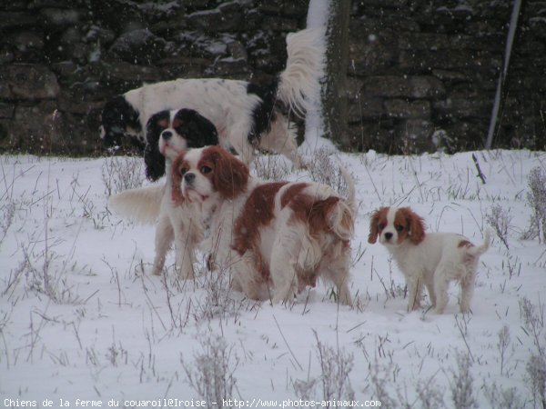 Photo de Cavalier king charles spaniel