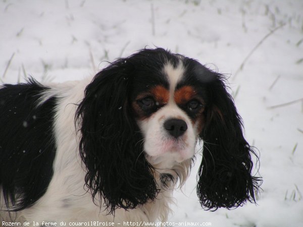 Photo de Cavalier king charles spaniel