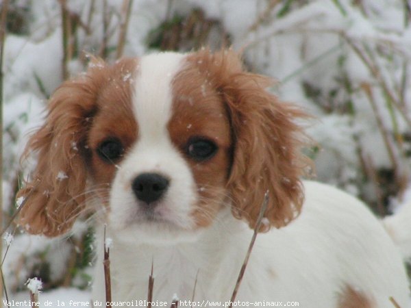 Photo de Cavalier king charles spaniel