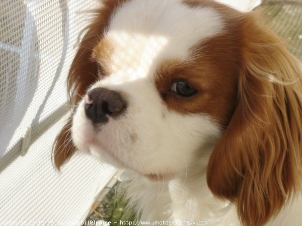 Photo de Cavalier king charles spaniel