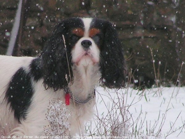 Photo de Cavalier king charles spaniel