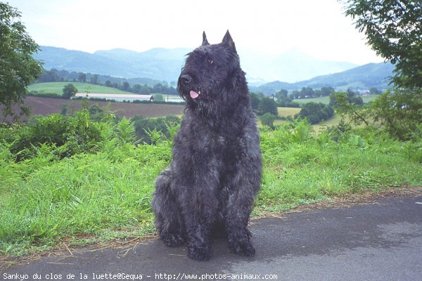 Photo de Bouvier des flandres