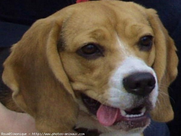 Photo de Beagle