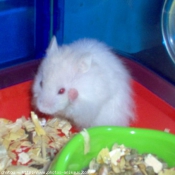 Photo de Hamster