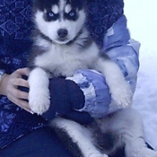 Photo de Husky siberien