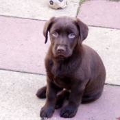 Photo de Labrador retriever