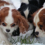 Photo de Cavalier king charles spaniel