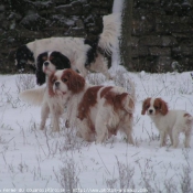 Photo de Cavalier king charles spaniel