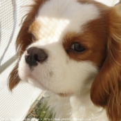 Photo de Cavalier king charles spaniel