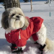 Photo de Shih tzu