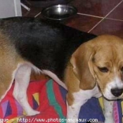 Photo de Beagle