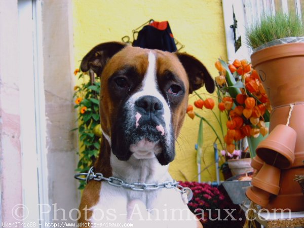 Photo de Boxer