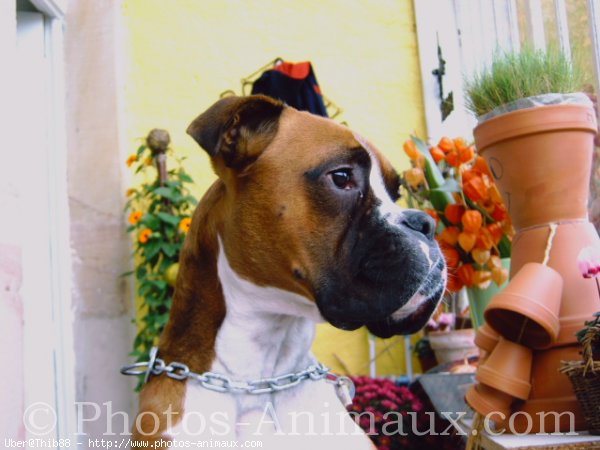 Photo de Boxer