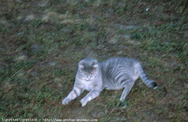 Photo de Chat domestique