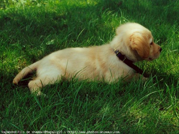 Photo de Golden retriever