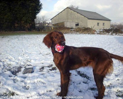 Photo de Setter irlandais rouge