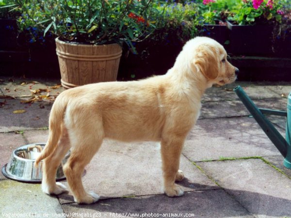 Photo de Golden retriever