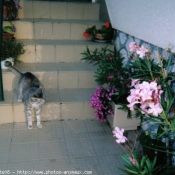 Photo de Chat domestique