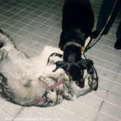 Photo de Labrador retriever