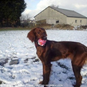 Photo de Setter irlandais rouge