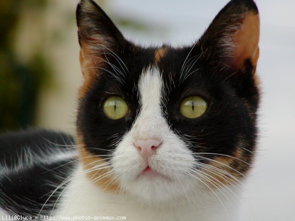 Photo de Chat domestique