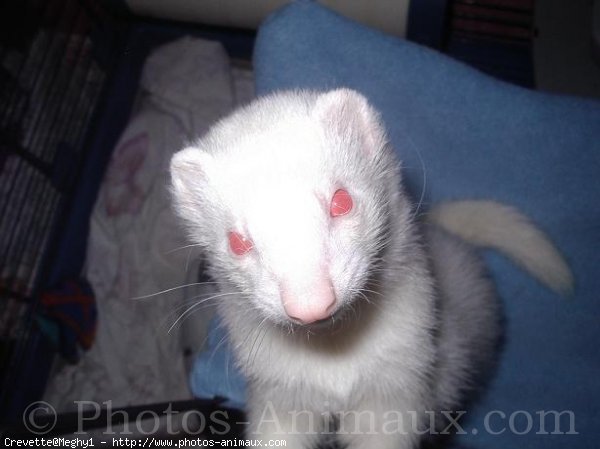 Photo de Furet