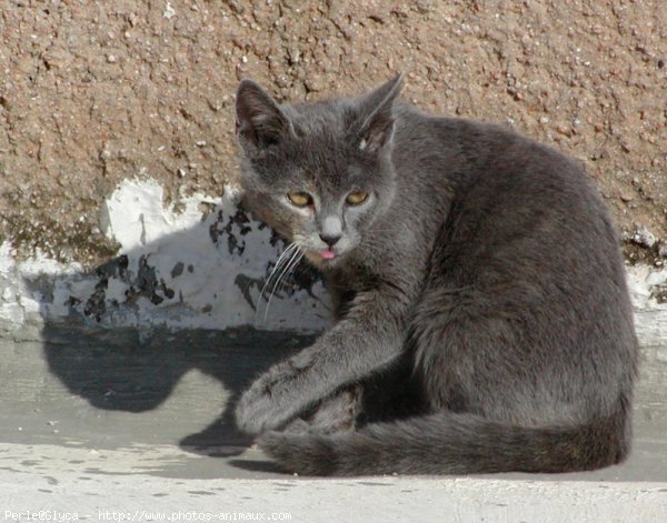 Photo de Chat domestique