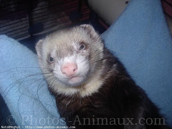 Photo de Furet