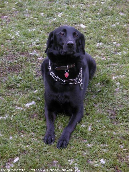 Photo de Labrador retriever