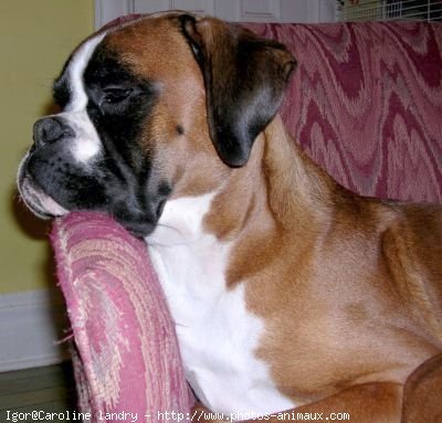 Photo de Boxer