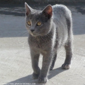 Photo de Chat domestique