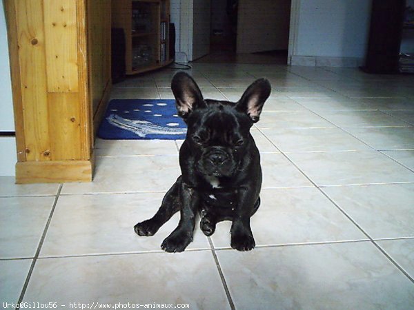 Photo de Bouledogue franais