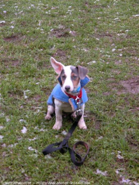 Photo de Jack russell terrier