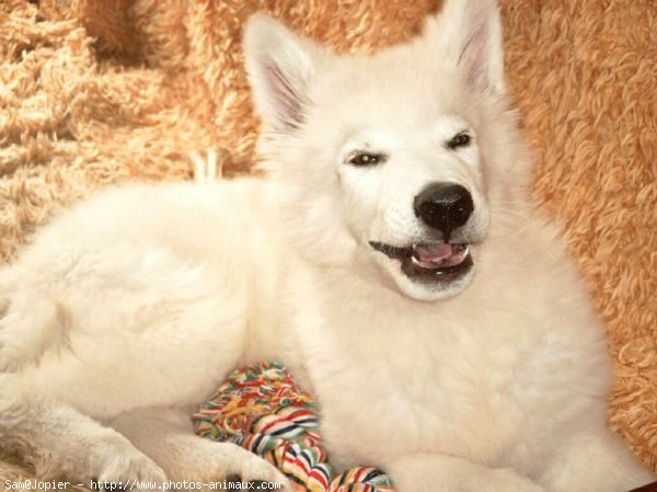 Photo de Berger blanc suisse