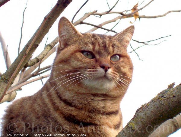 Photo de Chat domestique