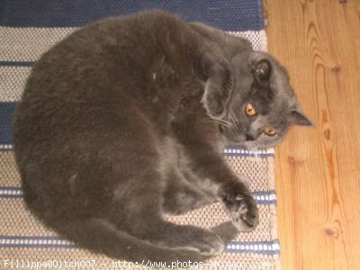 Photo de British shorthair