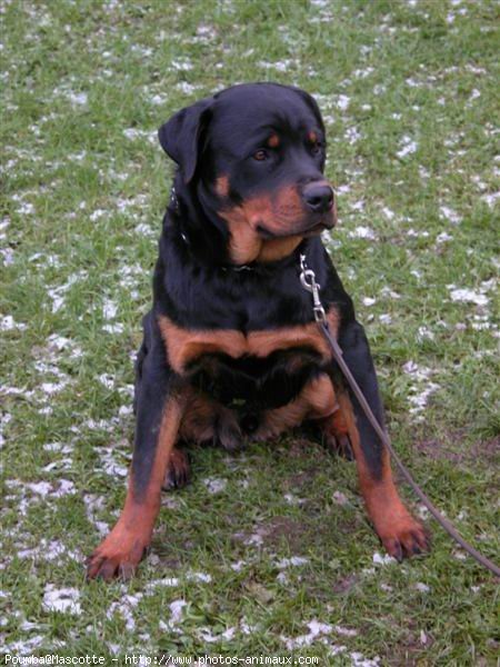 Photo de Rottweiler