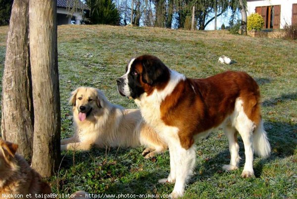 Photo de Races diffrentes