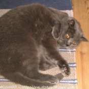 Photo de British shorthair