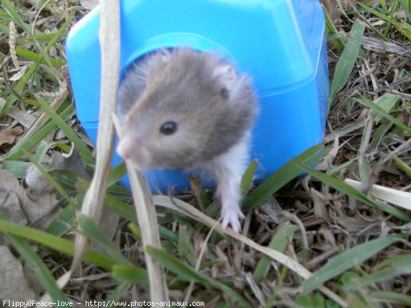 Photo de Hamster