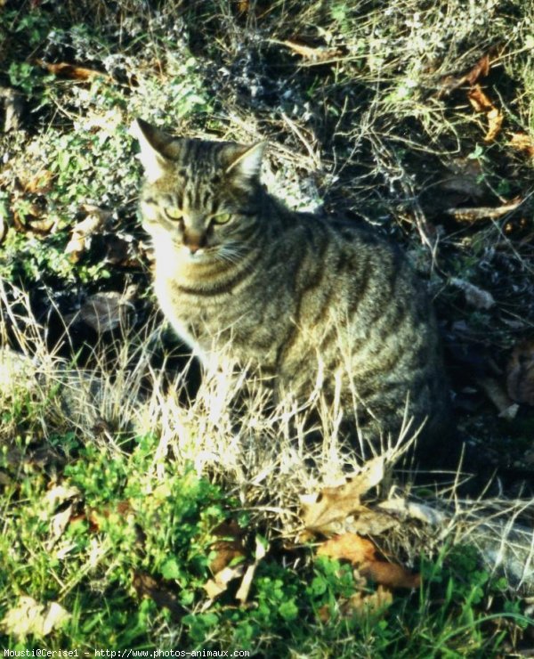 Photo de Chat domestique