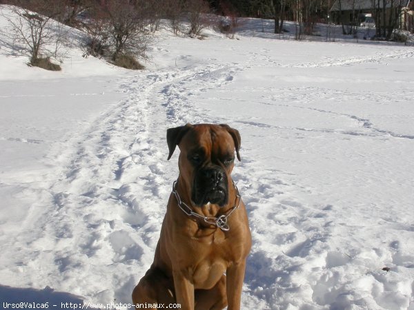 Photo de Boxer