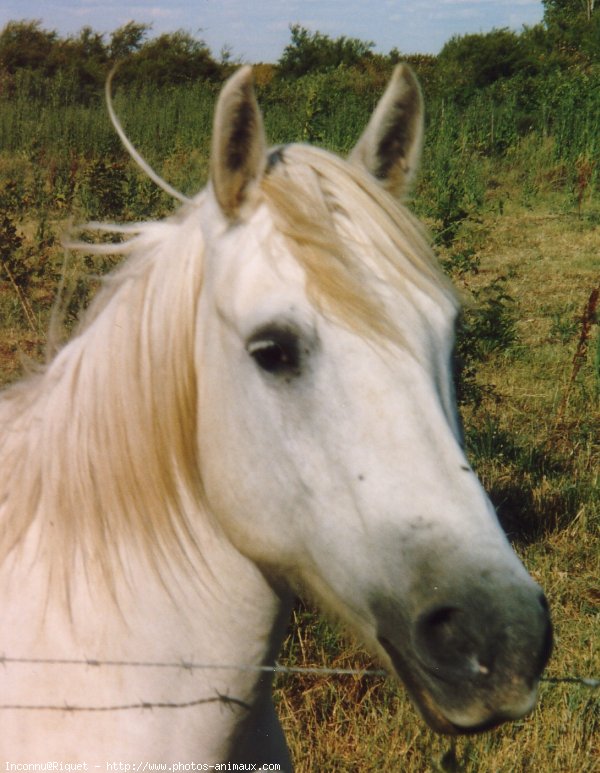 Photo de Camargue