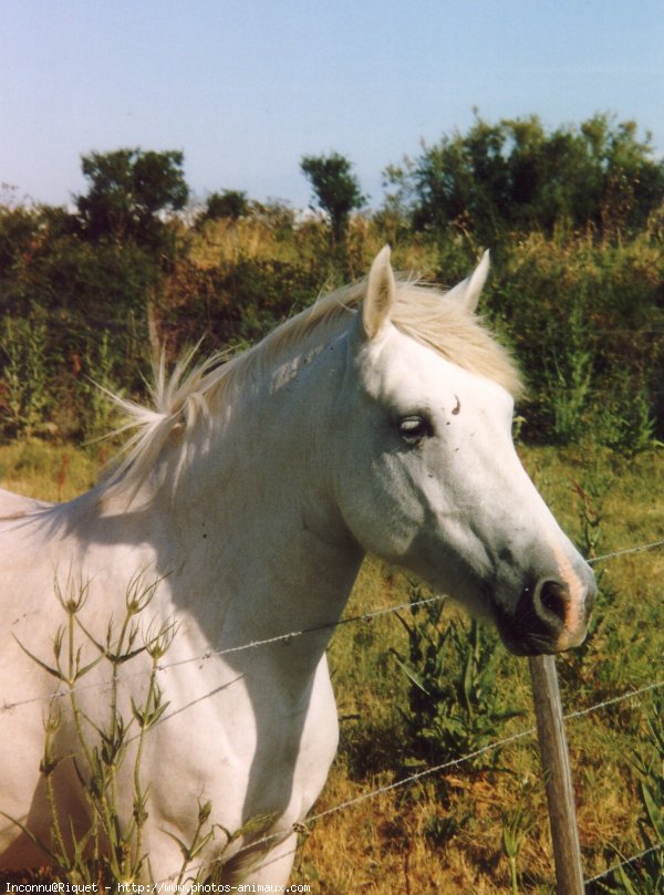 Photo de Camargue